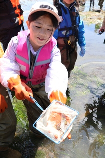 海辺の生き物探し