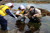 海辺の生き物探し