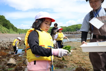 海辺の生き物探し