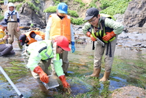 海辺の生き物探し