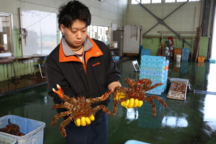 漁協職員が持つ花咲がに