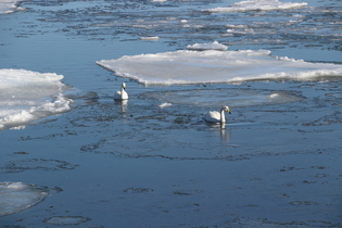 白鳥の海