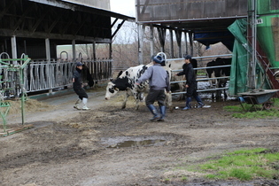 浜中町就農者研修牧場での職業体験