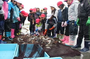 海辺の観察会