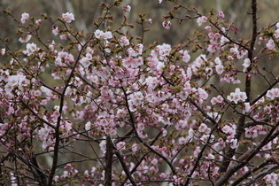 霧多布の桜