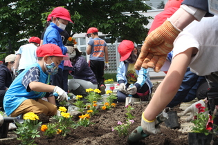 浜中小学校で 人権の花 運動が行われました デジカメスケッチ 浜中町ホームページ